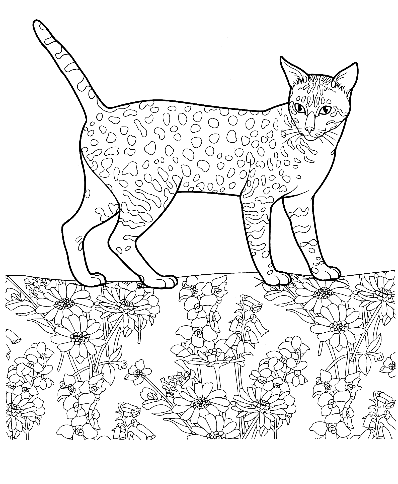 imagini de colorat pisica